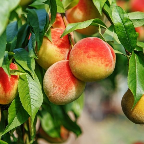 7 Best Peach Trees To Grow In Virginia