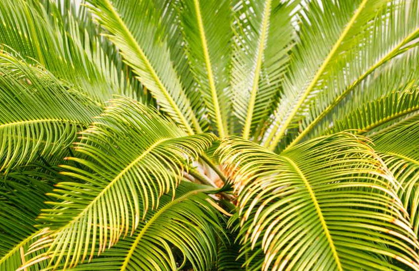 Sago Palm