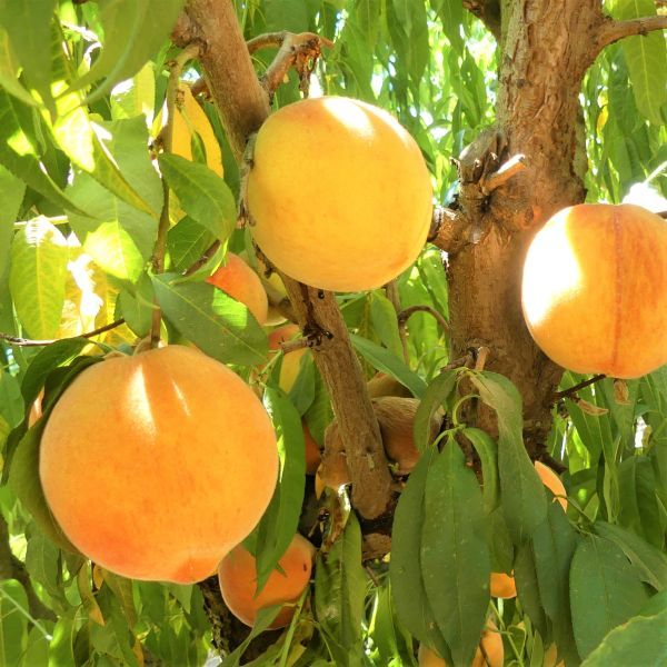 Best 6 Peach Trees To Grow In San Diego