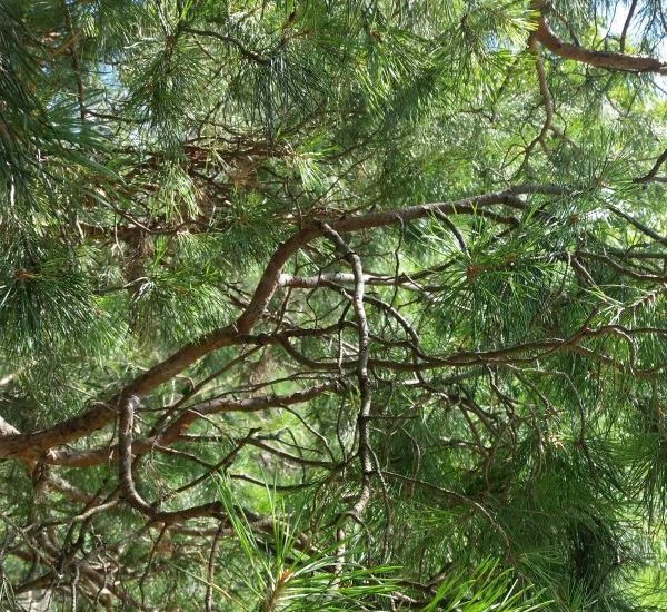 scotch-pine-branch-close-up-600x600-1.jpg