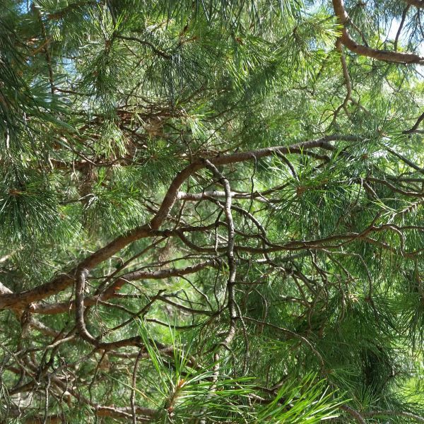 Best 5 Trees For Privacy To Grow In New England
