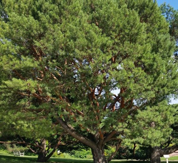 scotch-pine-tree-600x600-2.jpg