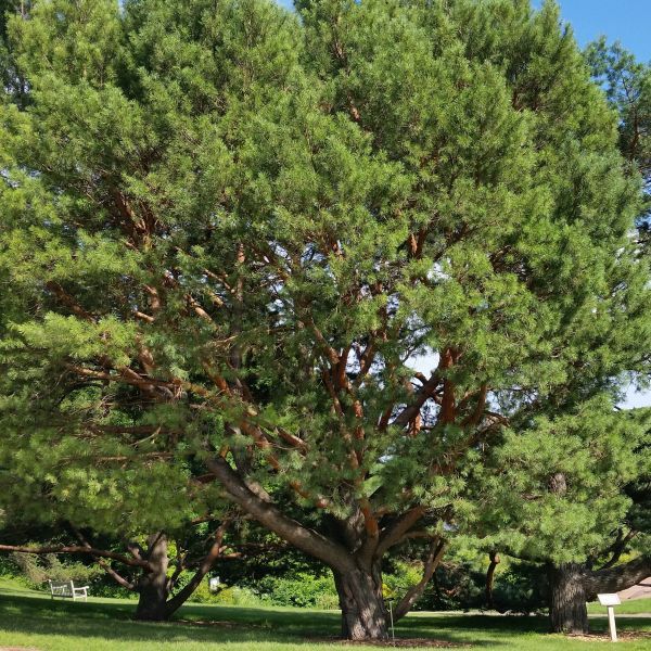 Best 7 Pine Trees To Grow In West Virginia