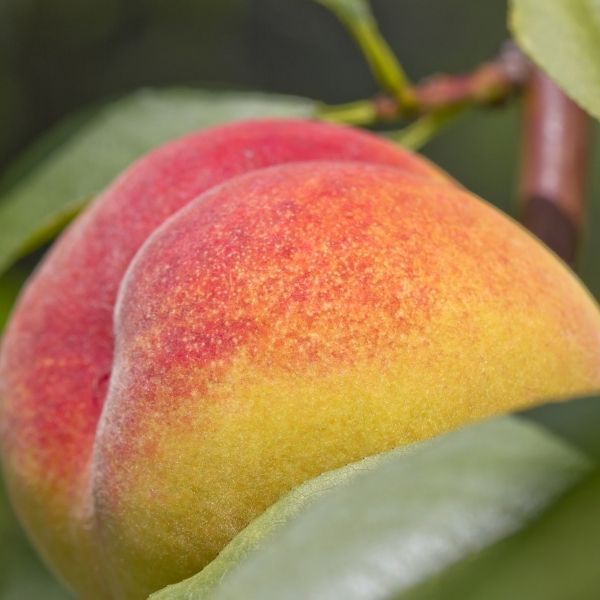 5 Best Peach Trees To Grow In South Alabama