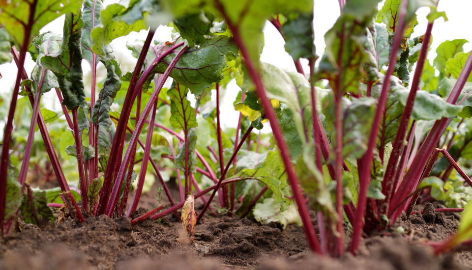 What Are Good Companion Plants for Strawberry?