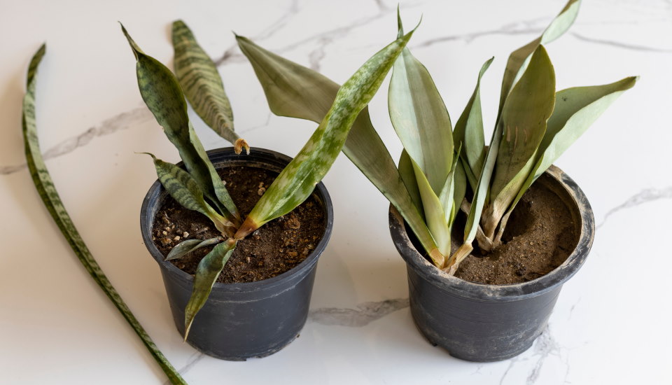Why Is My Snake Plant Dying? Simple Solutions