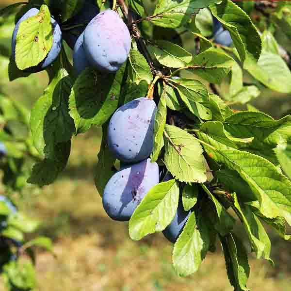 Best 6 Plum Trees To Grow In New Jersey