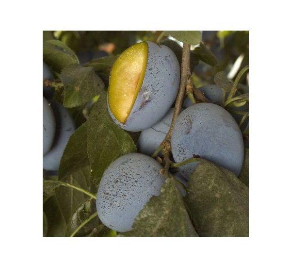 stanley-prune-tree-fruit-and-foliage-425x425-2.jpg