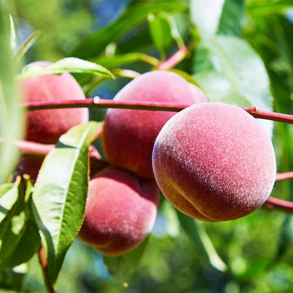 Best 5 Peach Trees To Grow In Illinois