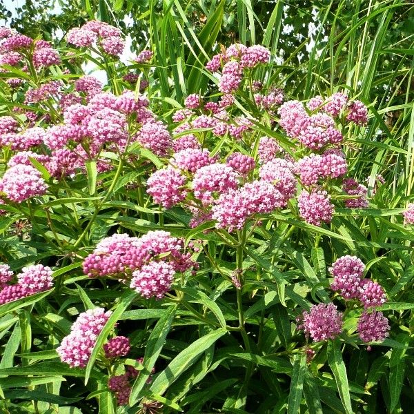 6 Best Perennial Flowers To Grow In Chicago