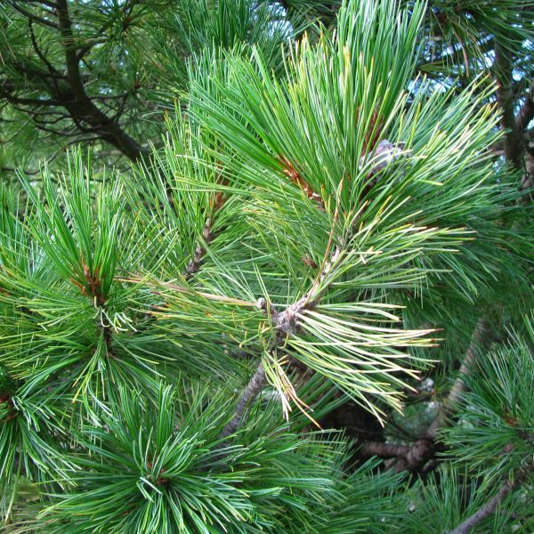 Best 6 Pine Trees To Grow In Denver