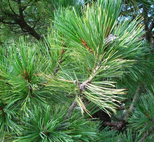 swiss-stone-pine-branch-close-up-600x600-2.jpg