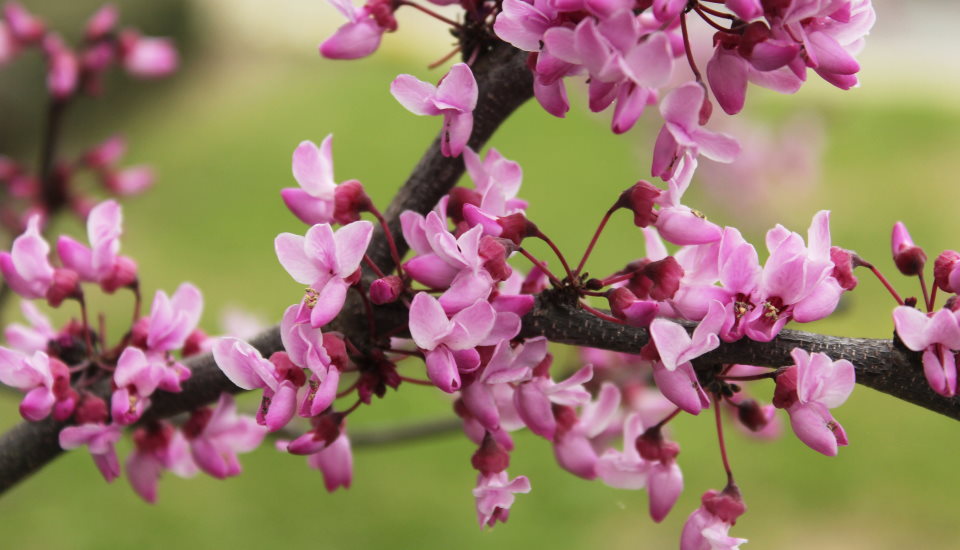 Texas Redbud Tree: How to Grow and Care