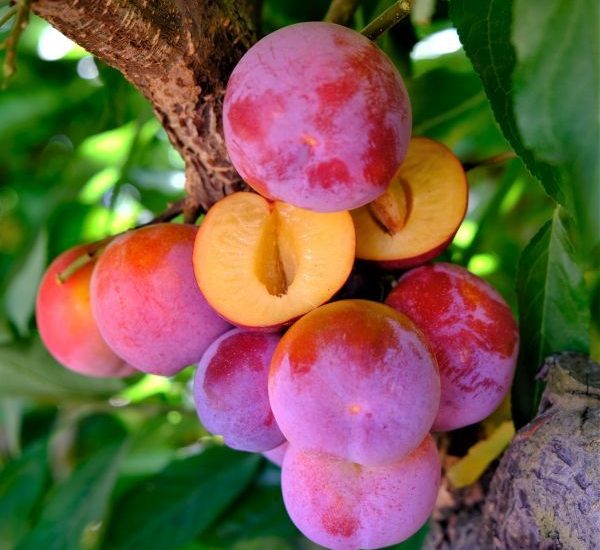 toka-plum-cut-open-fruit-in-tree.jpg