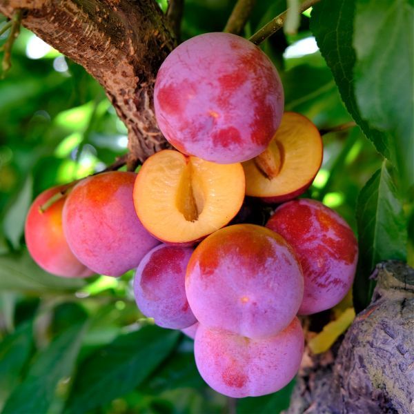 6 Best Plum Trees To Grow In Tennessee