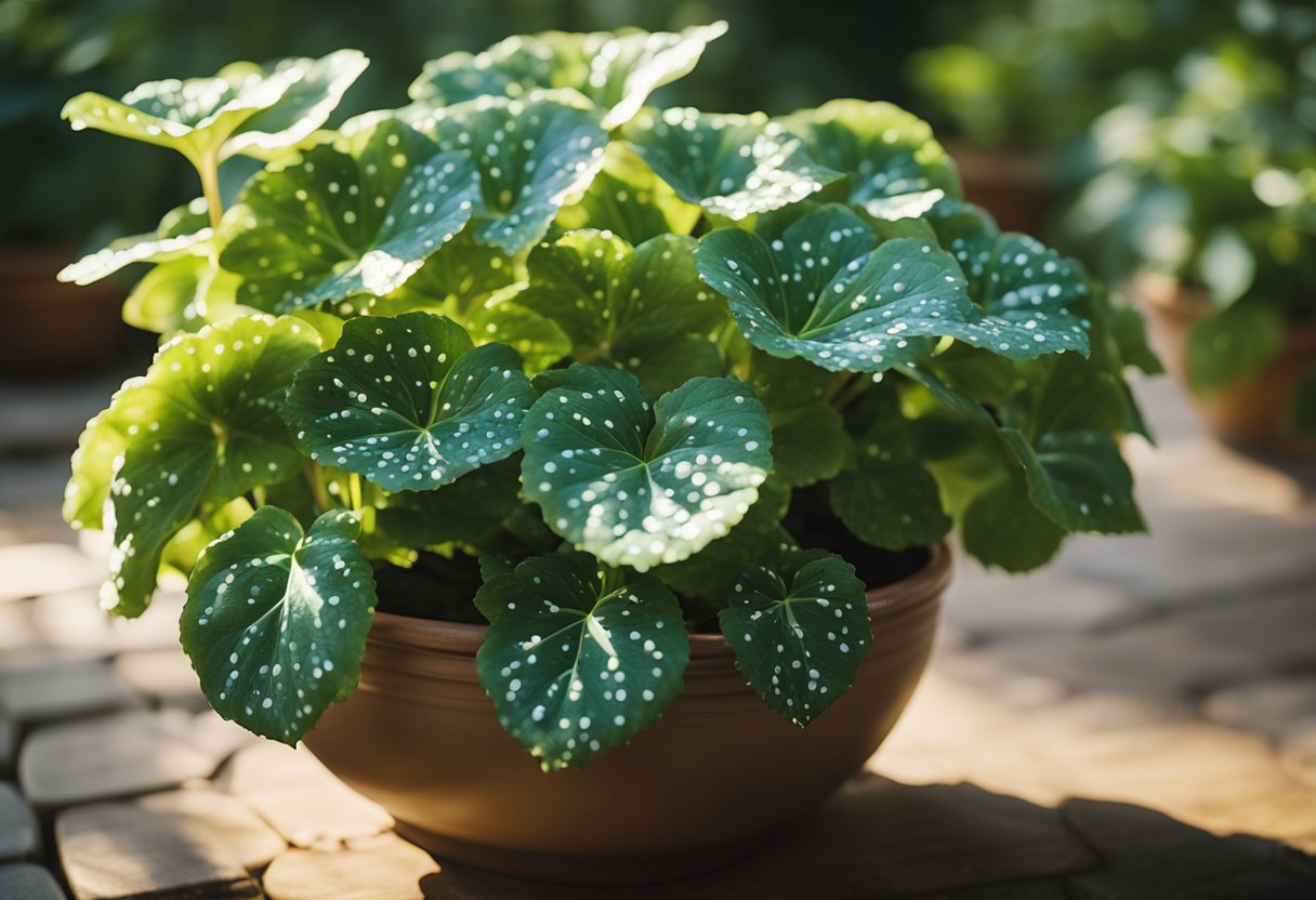 Polka Dot Begonia Care: Tips for Growing and Maintaining Your Plant