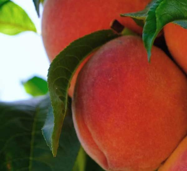 vivid-peach-tree-2.jpg
