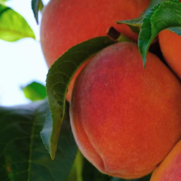 Best 5 Peach Trees To Grow In New Hampshire