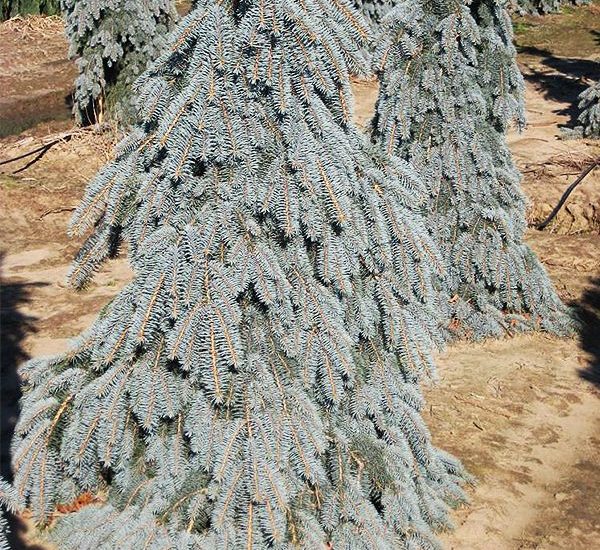 weeping-colorado-blue-spruce-1-600x600-1.jpg