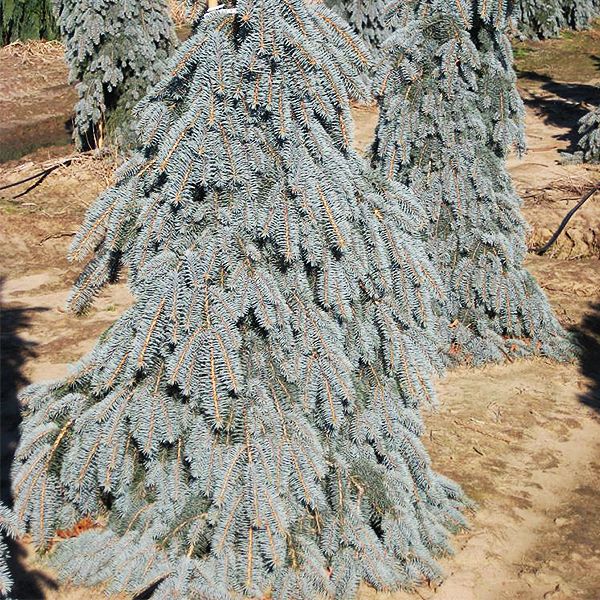 7 Best Spruce Trees To Grow In Kentucky