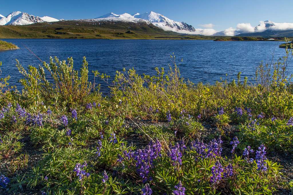 Native Plant List – Alaska