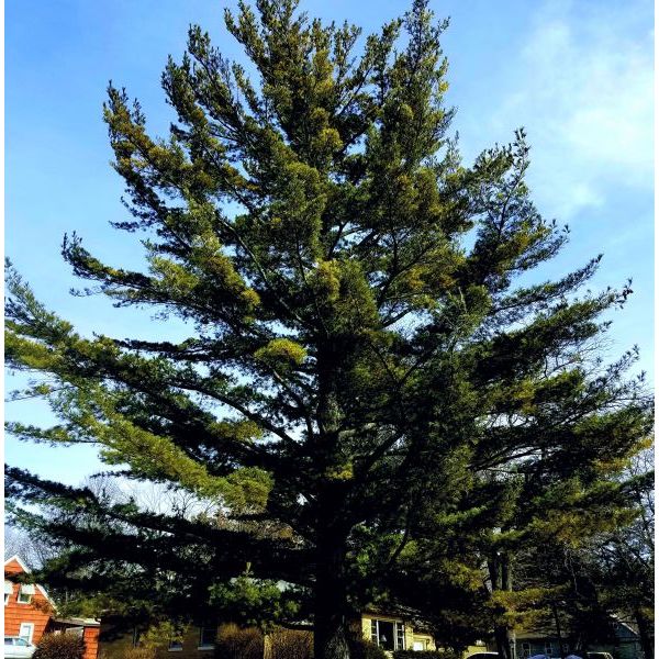 Best 6 Pine Trees To Grow In Kansas