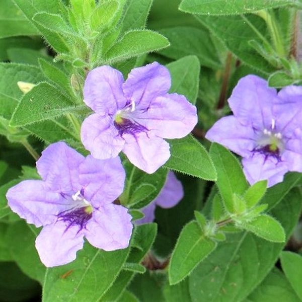 5 Best Perennial Flowers To Grow In Ontario