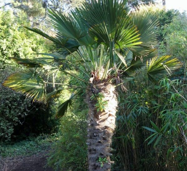 windmill-palm-small-800x800-1.jpg