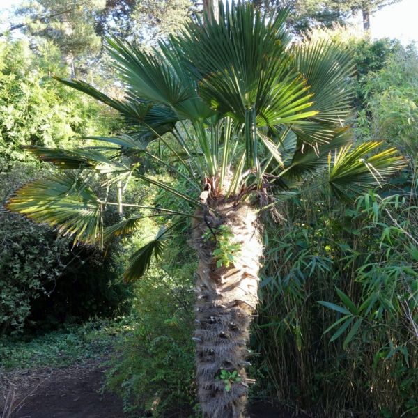 7 Best Palm Trees To Grow In Northern California