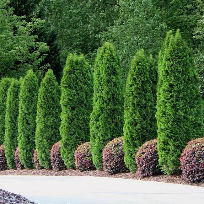 Best 7 Trees For Privacy To Grow In Wisconsin