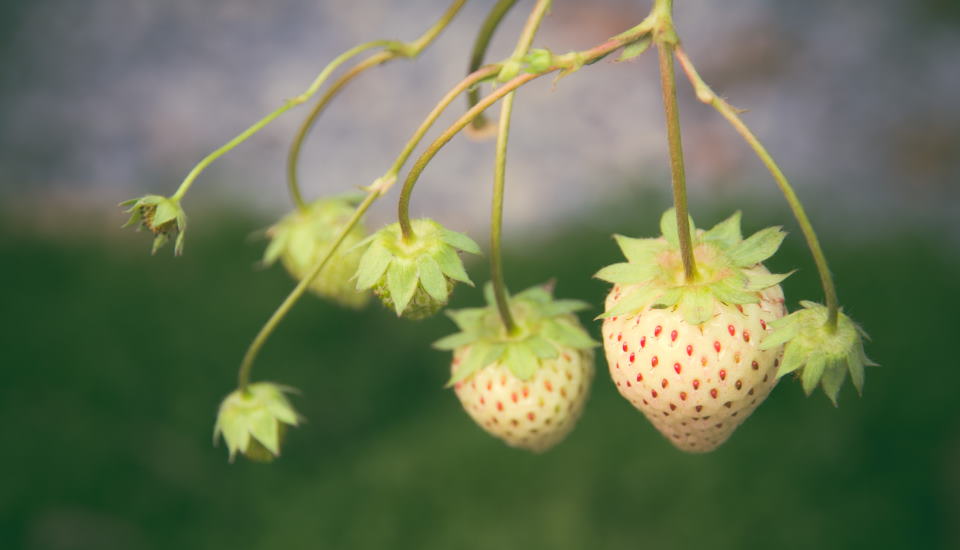 White Strawberries : How To Grow and Care