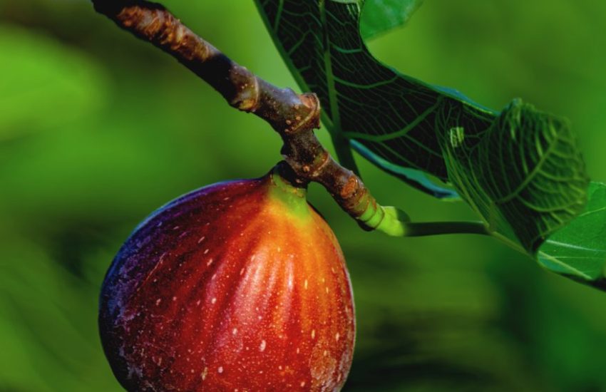 How long does it take for figs to bloom