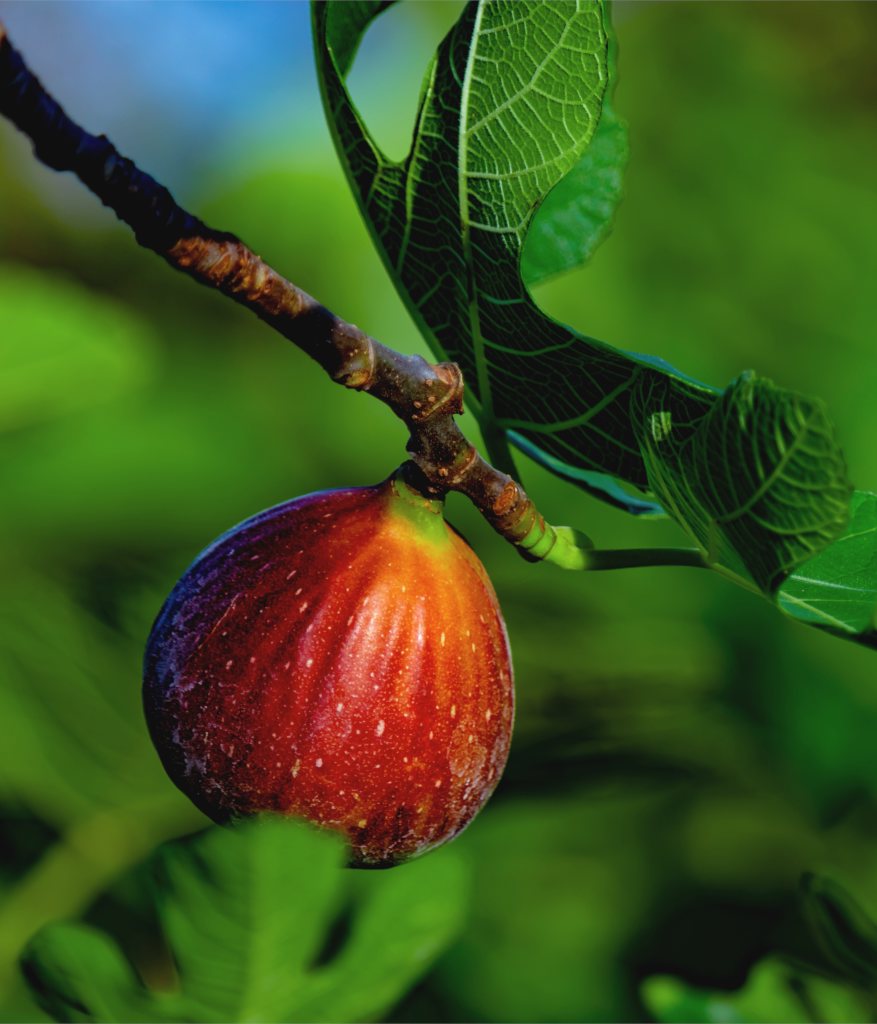 When Do Fig Trees Blossom?