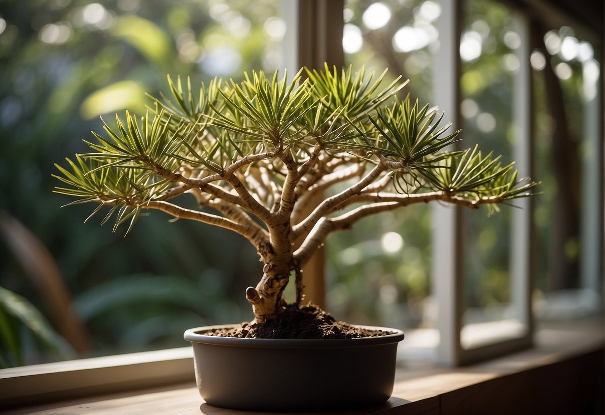A Madagascar dragon tree is being watered near a sunny window with well-draining soil and occasional pruning
