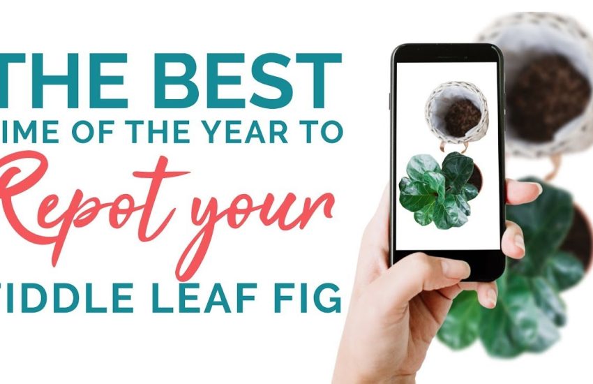Video Thumbnail: The BEST Time of the Year to REPOT a Fiddle Leaf Fig
