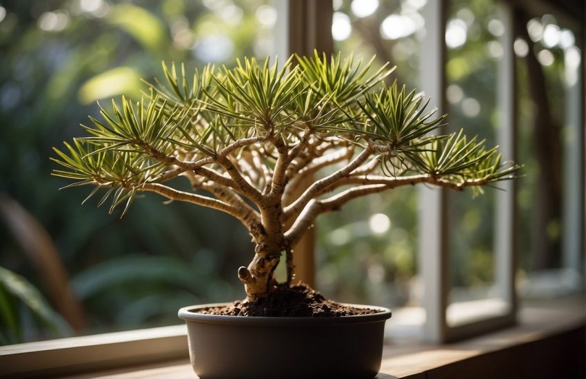 A Madagascar dragon tree is being watered near a sunny window with well-draining soil and occasional pruning