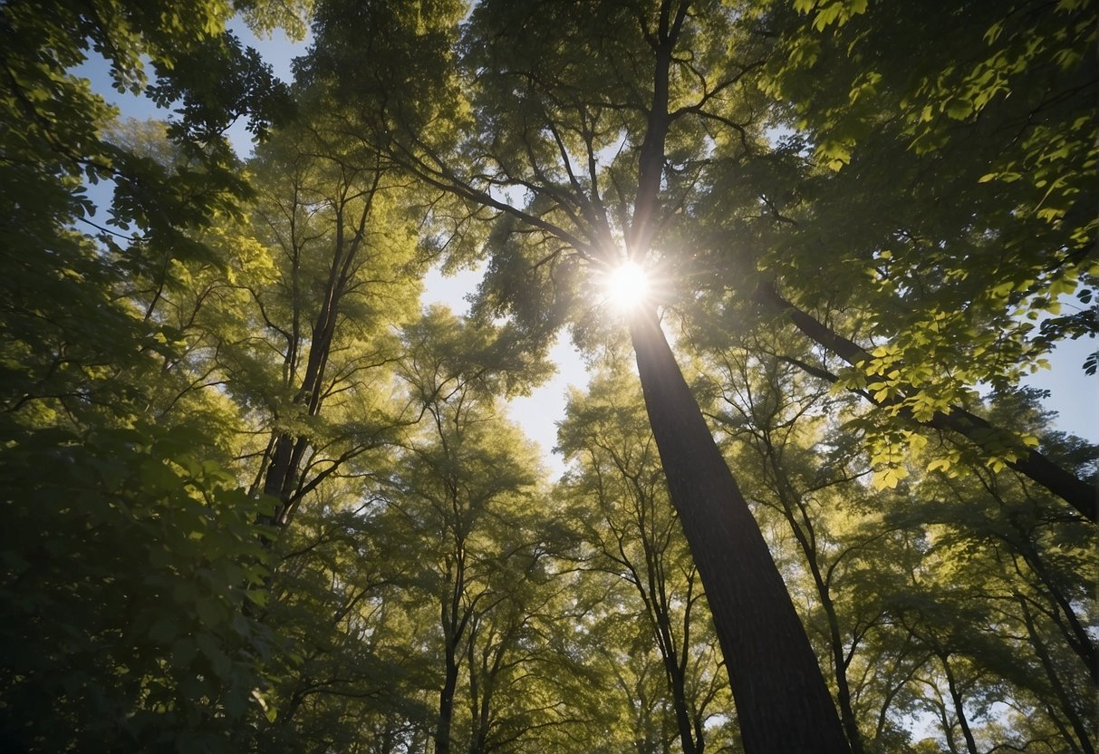 Fast-growing trees reach for sunlight in Indiana, competing for space and resources