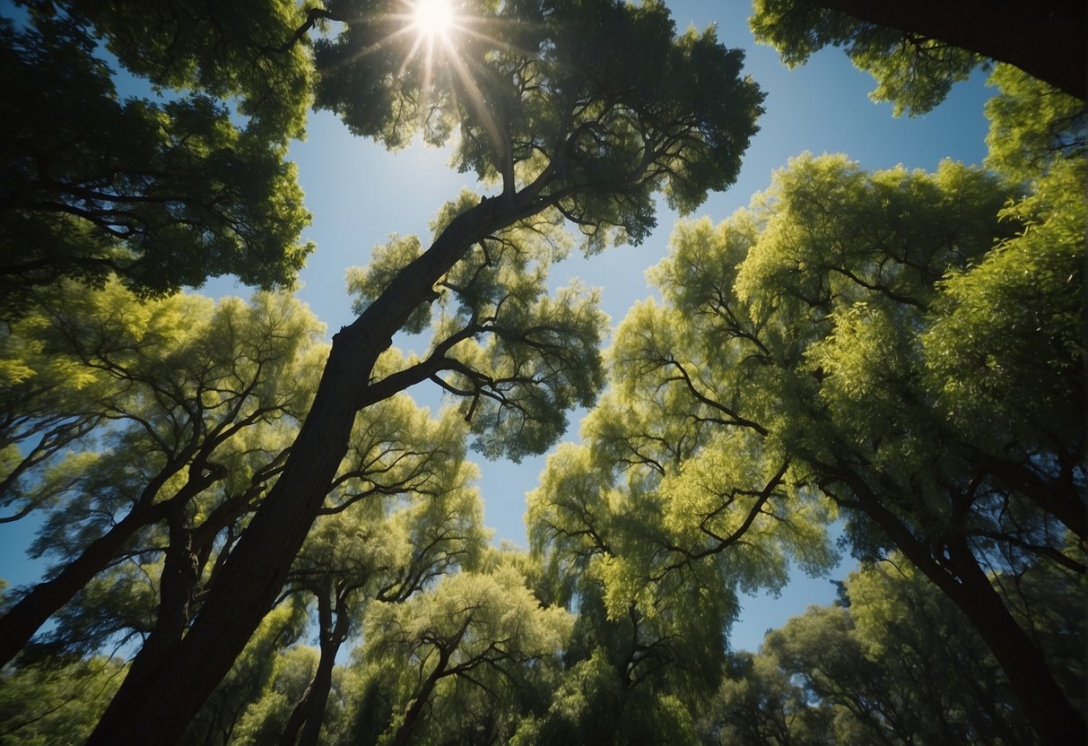 Lush green trees reaching towards the sky, casting cool, dappled shade on the ground below. The branches sway gently in the breeze, providing a peaceful refuge from the California sun