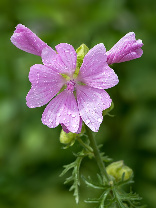 Musk mallow wildflowers blooming in a meadow