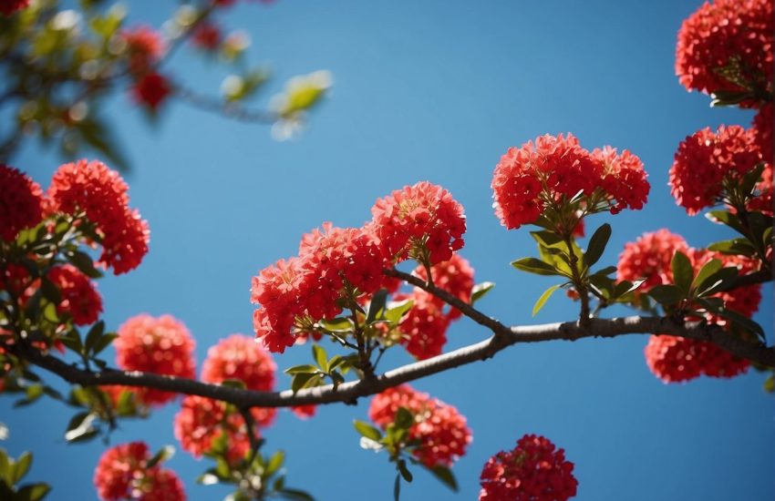 Florida trees bloom with vibrant red flowers, standing tall against a clear blue sky