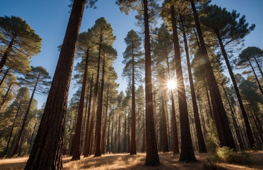 Tall pine trees stand against a clear blue sky in Southern California. The sun casts long shadows on the forest floor