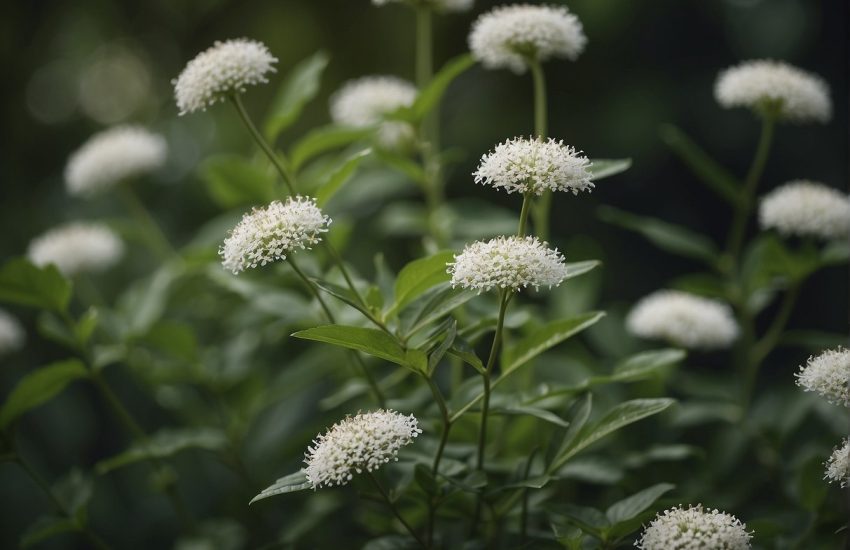 Green, feathery leaves with clusters of small, white flowers on tall, straight stems