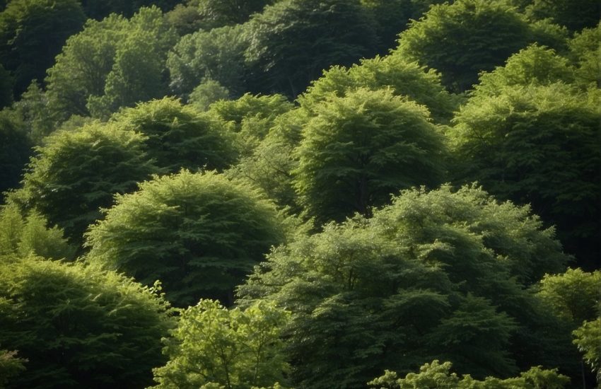 Lush green trees create a natural barrier, providing privacy in a Tennessee backyard. Tall, full foliage shields the area from neighboring views