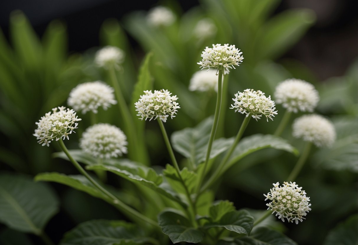 A plant with long, slender green leaves resembling those of a carrot, with a thick, sturdy stem and small, delicate white flowers