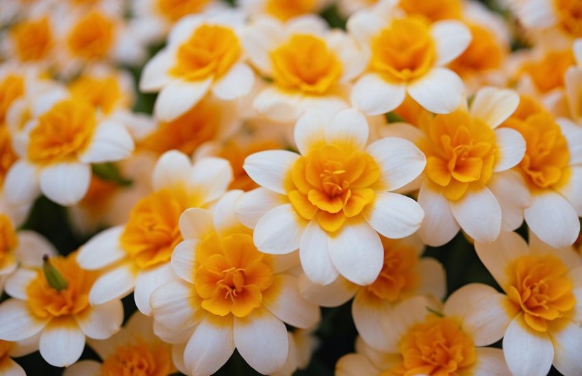 Vibrant flowers with white, orange, and yellow petals arranged in candy corn patterns