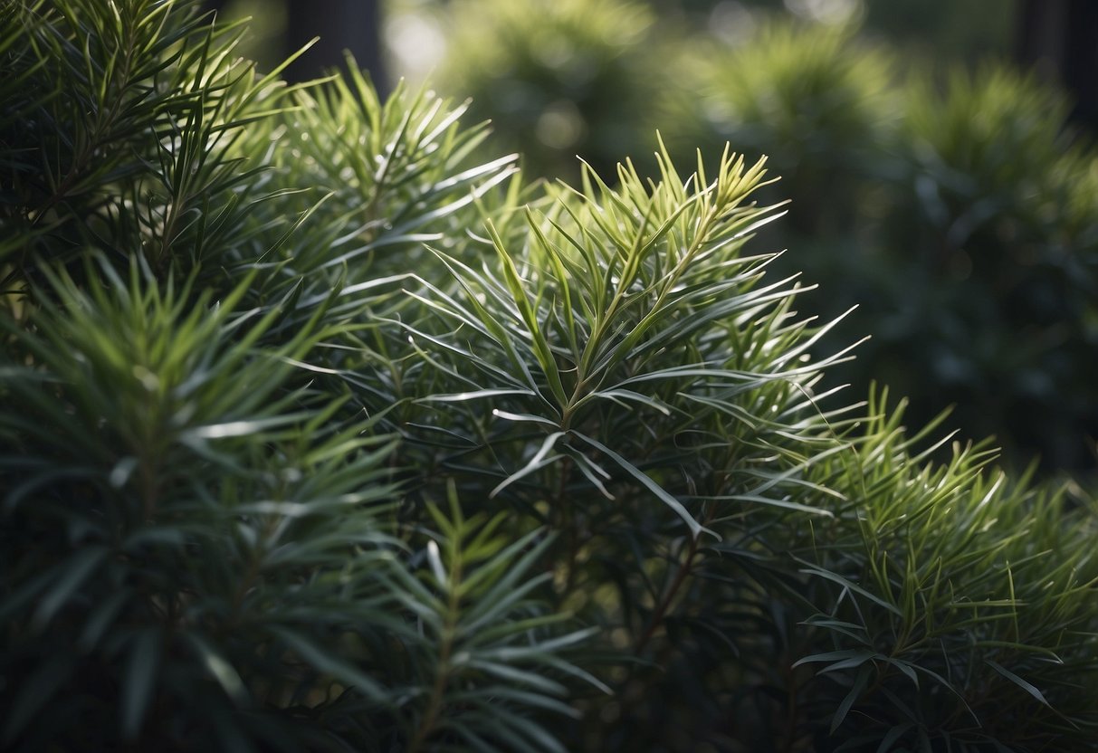 A dense cluster of tall, slender bushes with long, narrow leaves resembling those of a eucalyptus tree