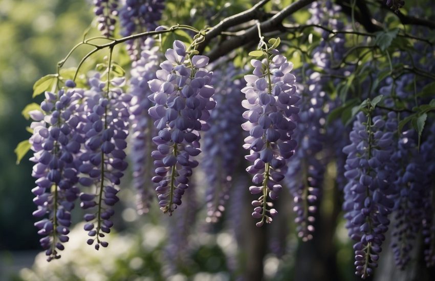 The wisteria tree cascades with lavender blooms
