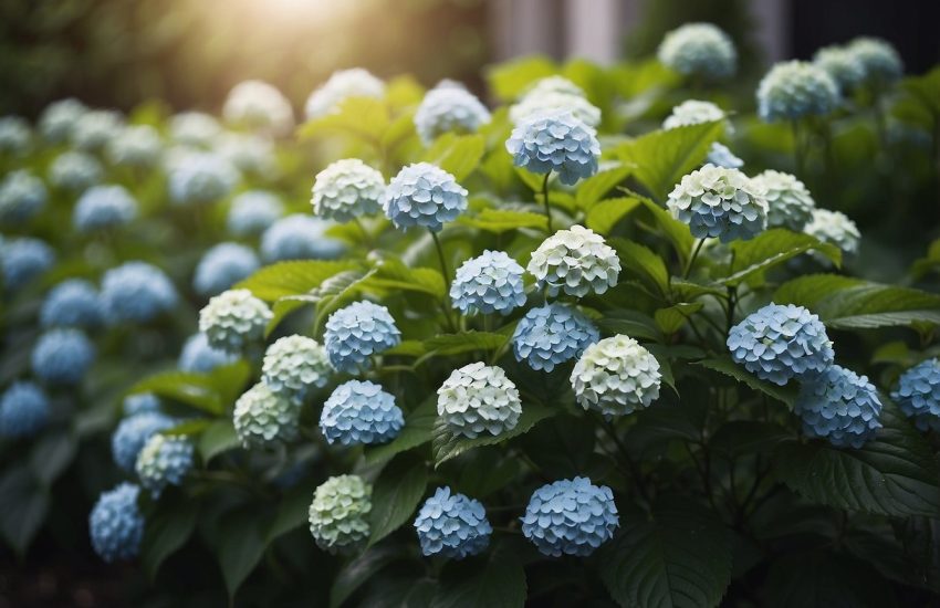 Lush green plants resembling hydrangeas in a garden setting