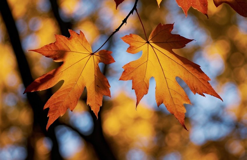 Vibrant red, orange, and yellow maple trees fill the Wisconsin forest, their leaves glowing in the autumn sunlight