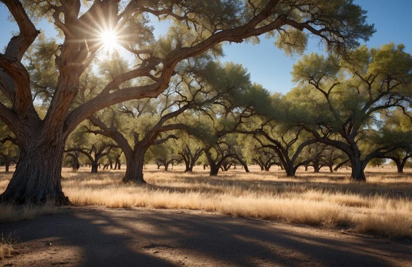 A cluster of tall New Mexico oak trees stand against a clear blue sky, their branches reaching out and casting dappled shadows on the ground below